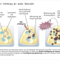 Beratungsmaterialien Pankreatitis fetev-pankreatitis-entstehung-akute-pankreatitis.png
