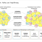 Beratungsmaterialien Fettgewebe fetev-fettgewebe-aufbau-vergroesserung.png